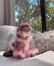 Сертификат в золотое яблоко