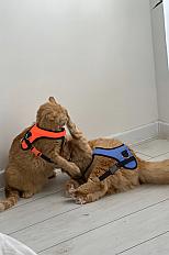 Шлейка для кота