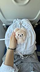 Плюш паппим