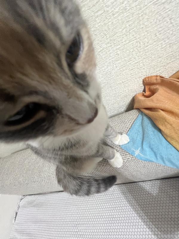 Toivomuslistan esittely