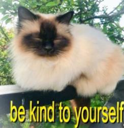 User Avatar: @polinasoboleva