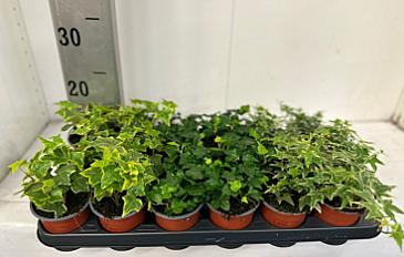 Плющ кімнатний