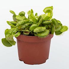 Мухоловка 💚