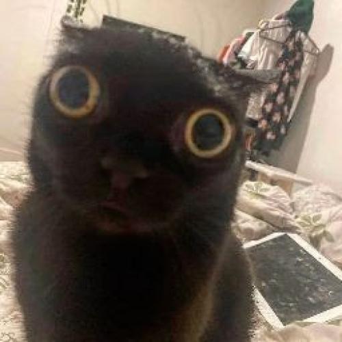 Uživatelský avatar