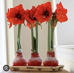 Амариллис в воске