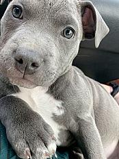 Щенок амстафф серого окраса